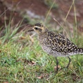 Pazifischer Goldregenpfeifer (Pluvialis fulva)